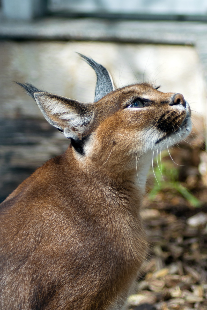 domestic animals, caracal caracal, side view, focus on foreground, cat, karakal, looking, wildcat, big cat, outdoors, animal head, looking away, animal themes