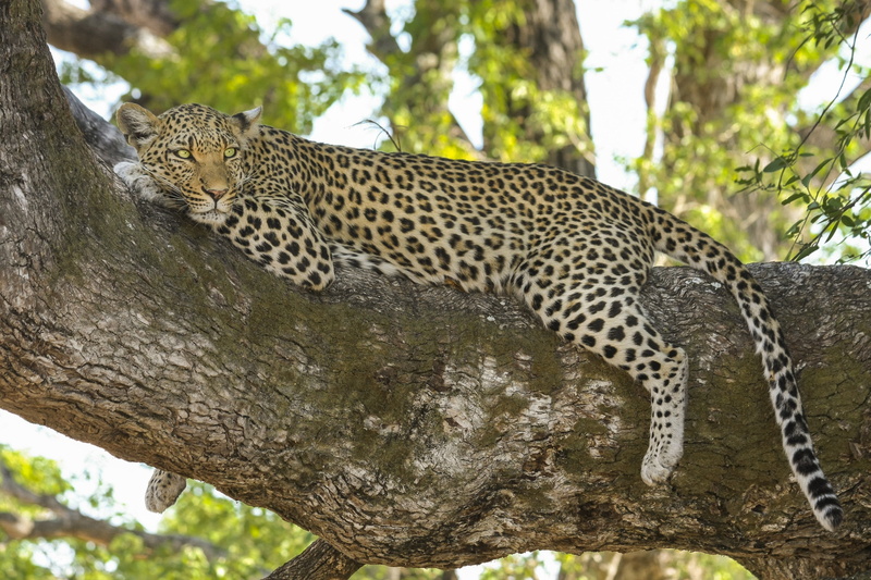 botswana, animals hunting, outdoors, safari animals, photo, cat, trunk, wilderness, wildcat, cheetah, animals in the wild, spotted, animal, focus on foreground