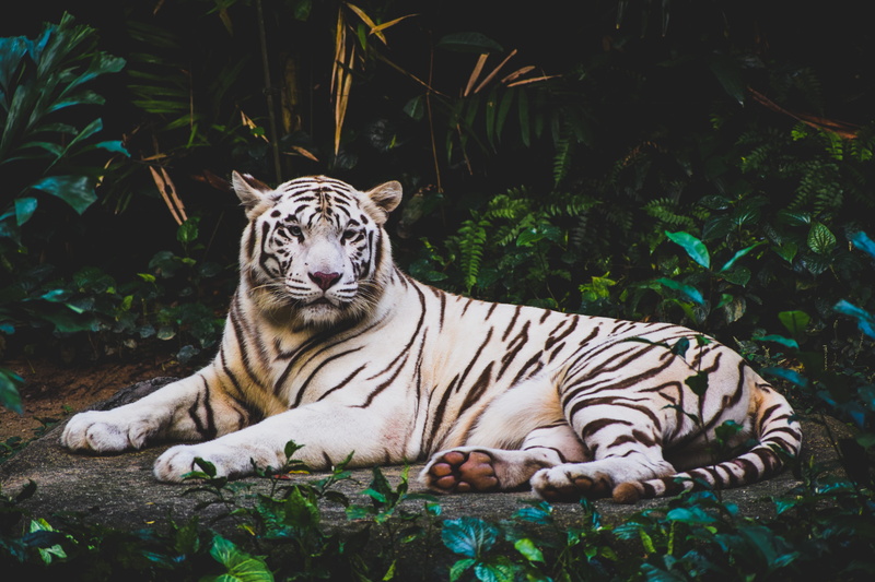 nature, land, carnivora, prying, tree, nighttime, outdoors, resting, wildcat, plant, mammal, white tiger, white, feline, ground, cat, lying, bleached tiger