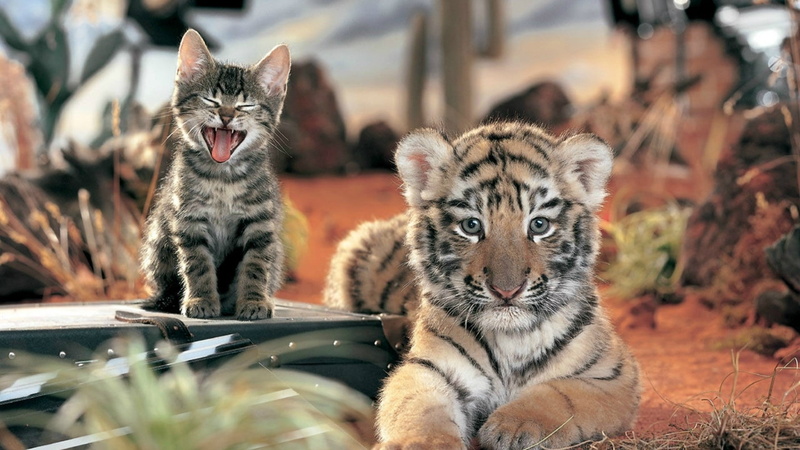 mammal, animal Eye, vertebrate, pets, animal, focus on foreground, undomesticated Cat, outdoors, 1080P, day, endangered Species, whisker, crying, cat