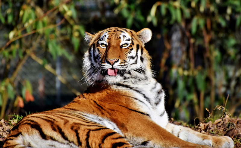 shallow, focus, vertebrate, brown, hunting, tierpark hellabrunn, carnivora, predator, noble, animal head, tiger, striped, animal, feline, majestic, wildcat