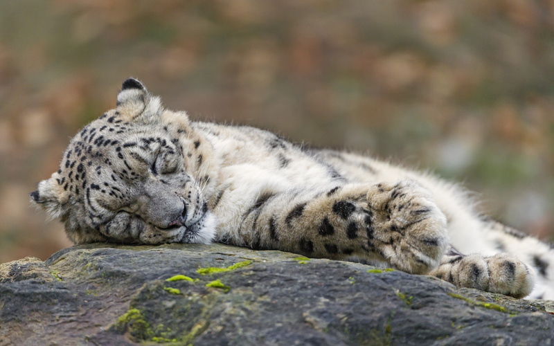 2K, sleeping, snow, sleep, snow leopard, stone, leopard
