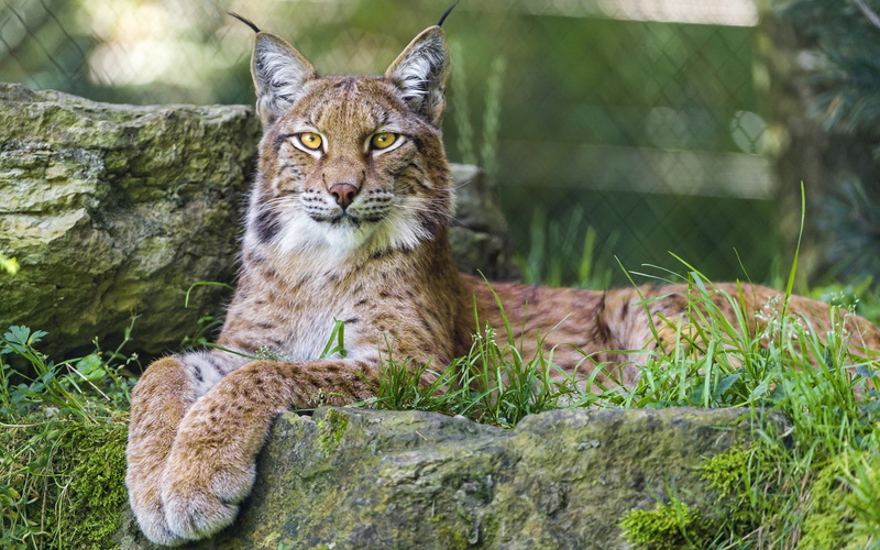 looking at camera, vertebrate, mammal, no people, 1080P, big cats, animal themes, zoo, portrait, animal wildlife, pets, cat, nature, animals in the wild