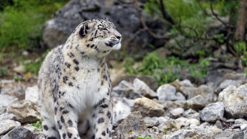 Snow, Leopard, 4K, Stones
