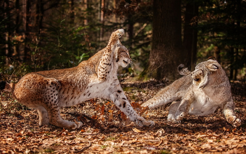 wildlife, lynx, 1080P, big cats, nature, animals, fighting