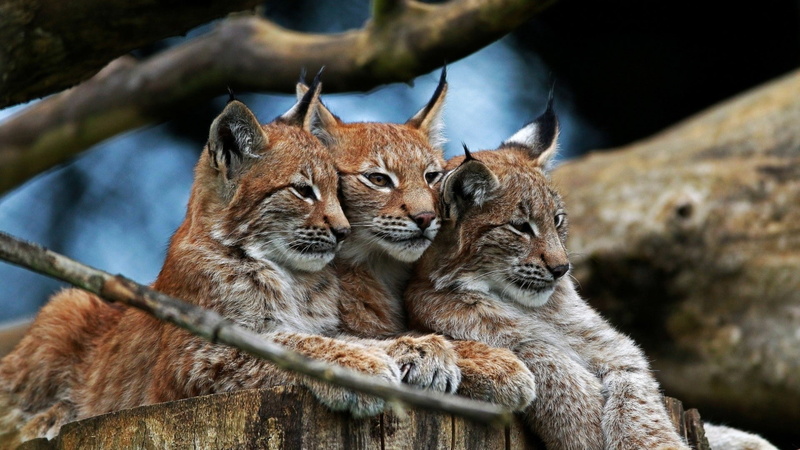 animal wildlife, togetherness, tree, nature, no people, animals, emotion, vertebrate, two animals, animal family, mammal, group of animals, selective focus