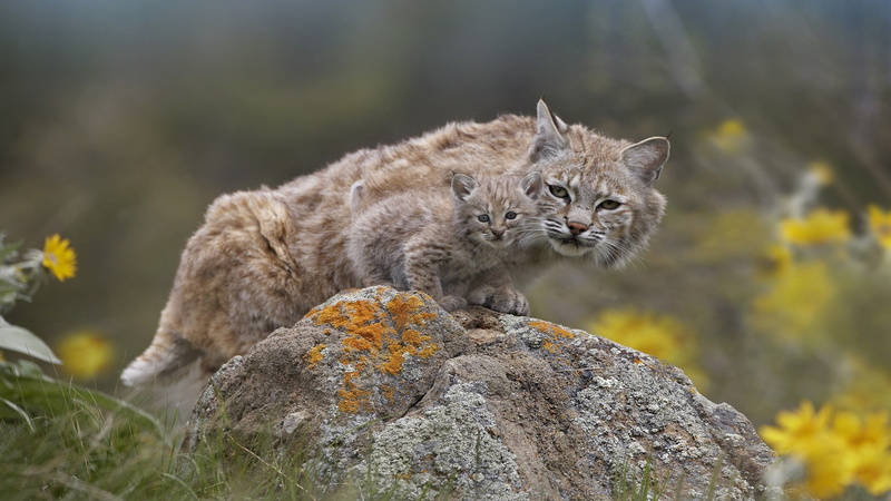 animals, baby animals, 1080P, feline, nature, lynx