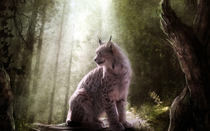 animal themes, lynx, animals, animals in the wild, fantasy art, one animal, tree trunk, mammal, land, no people, forest, nature, plant, day, cat, domestic animals