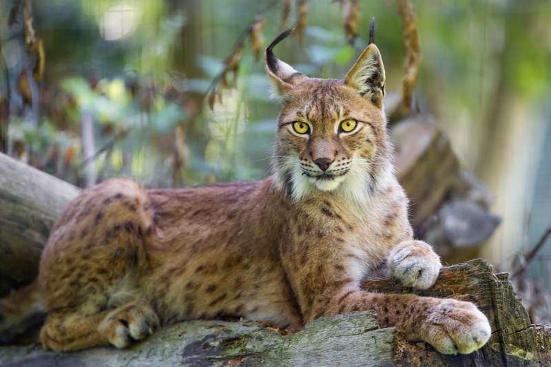 nature, animals, lynx, 4K, wildlife