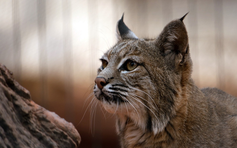 1080P, lynx, nature, big cats