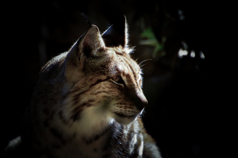 vertebrate, whisker, one animal, animal body part, looking, animal themes, animal, 1080P, pets, animals, animal head, portrait, no people, animals in the wild