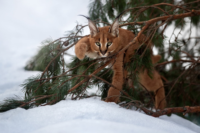cub, Caracal, branches, 1080P, lynx, kitty, snow, wild cat