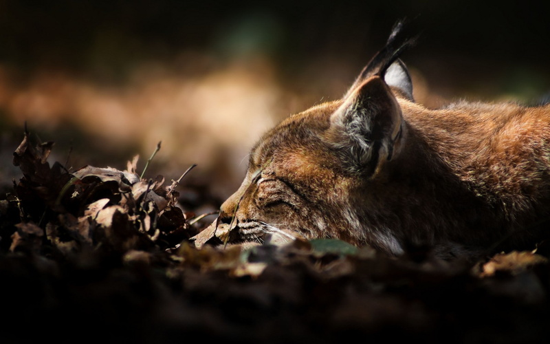 animal head, animals hunting, animal, land, mammal, outdoors, survival, animal wildlife, day, one animal, plant part, animals in the wild, hunting, tree