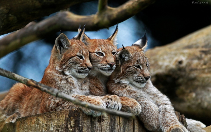 animals, lynx, 1080P, branch