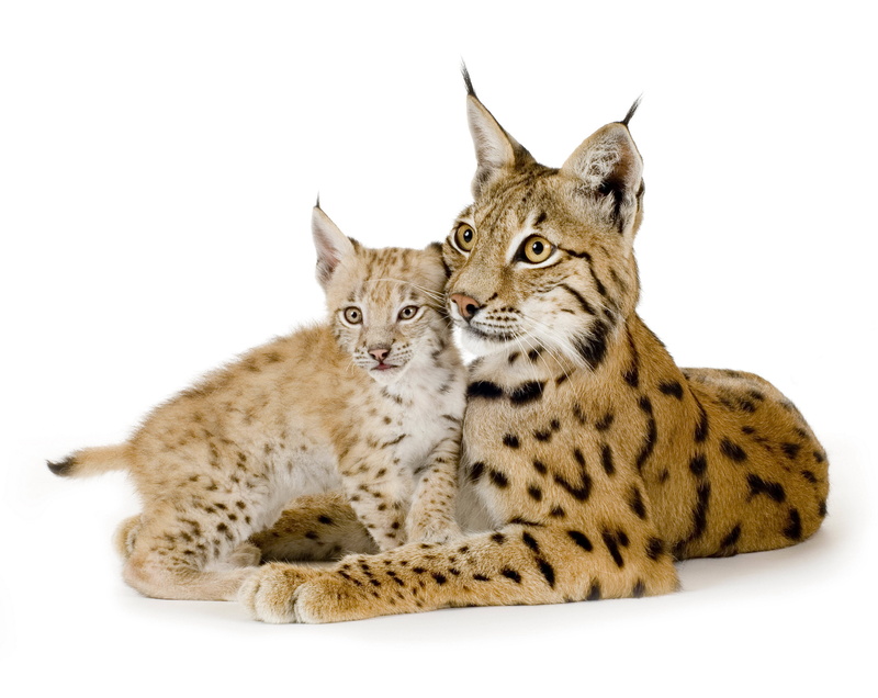 animals, 4K, mammals, feline, lynx