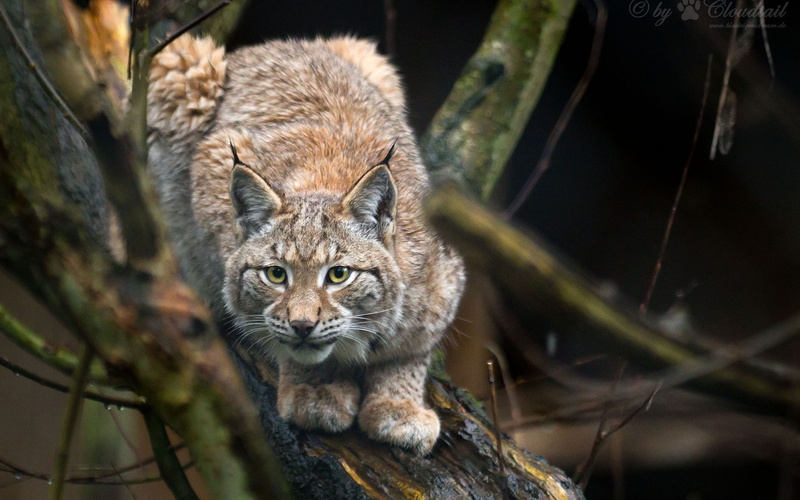 1080P, lynx, animals, branch