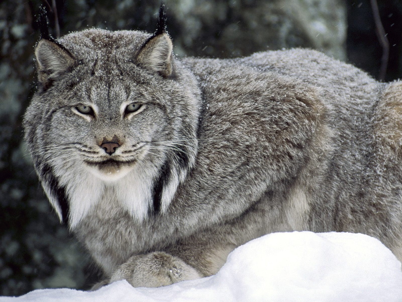 lynx, 720P, canadian, cat