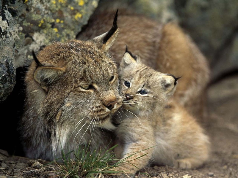 animal themes, whisker, cub, young animal, animal wildlife, group of animals, mammal, two animals, nature, animals in the wild, pets, animals, 720P, focus on foreground