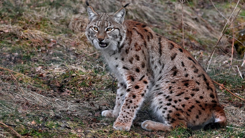 mammals, 1080P, animals, lynx, feline, big cats