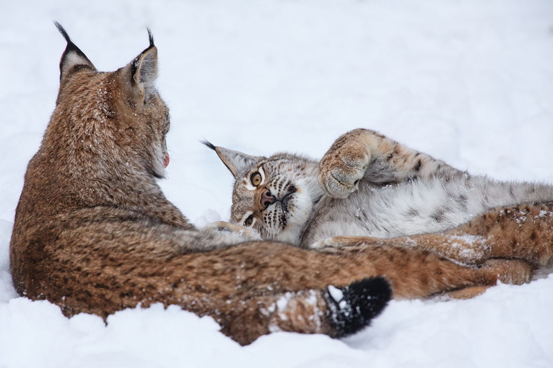 animals, nature, lynx, 1080P