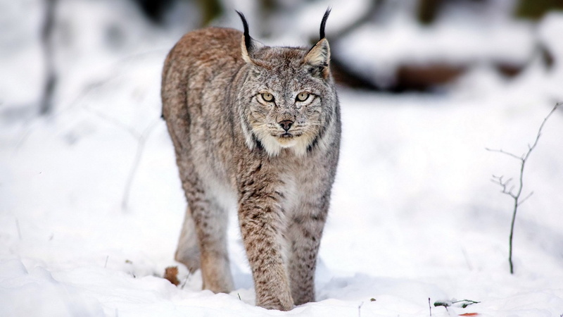 one animal, looking at camera, feline, vertebrate, animals in the wild, animal wildlife, carnivora, cat, animal, undomesticated cat, 2K, nature, domestic animals