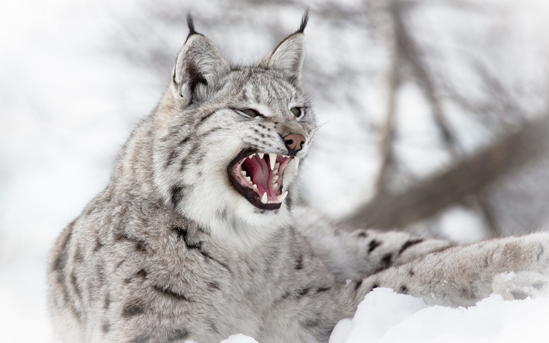 1080P, vertebrate, one animal, mouth, snow, animal body part, winter, animal mouth, lynx, animal wildlife, animals, animals in the wild, mammal, domestic animals