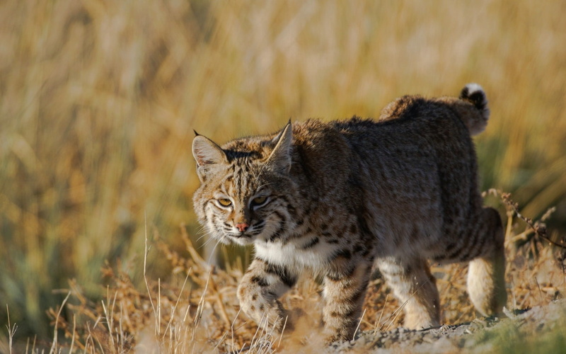 lynx, vertebrate, no people, carnivora, whisker, nature, feline, black, grass, cat, animal wildlife, brown, undomesticated cat, predator, standing, one animal
