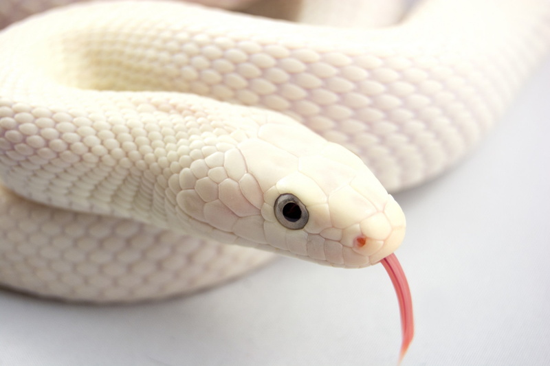 snake, albino, 1080P, s