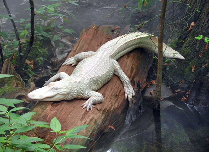 high angle view, nature, no people, Albino, Alligator, wood - material, Albino Alligator, animal wildlife, lizard, day, plant, one animal, tree, animal