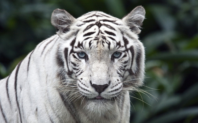 albino, tiger, white, 2K