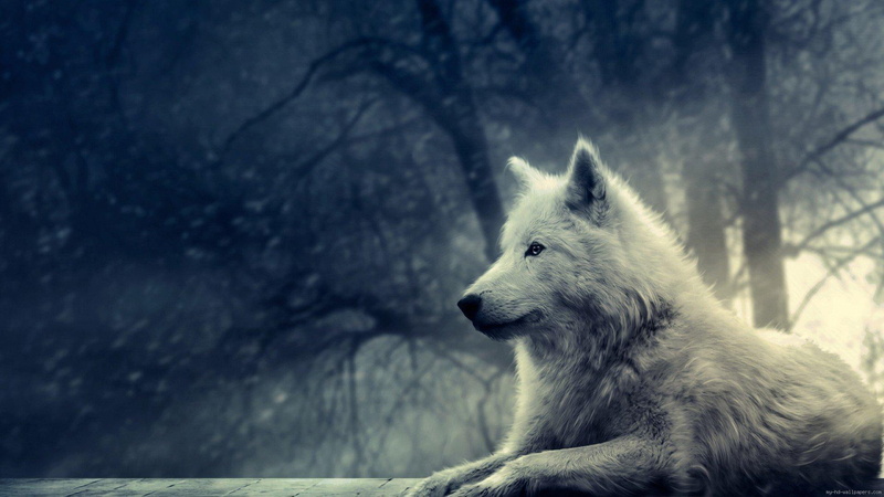 forest, animal, wolf, albino, graphic, 1080P