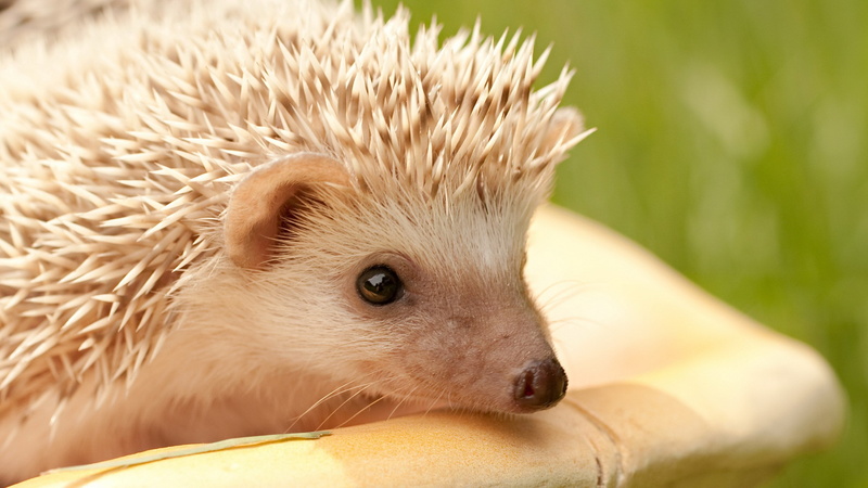 vertebrate, hedgehog, animal themes, rodent, animal wildlife, young animal, animal, outdoors, animal head, animal body part, day, close-up, mammal, no people