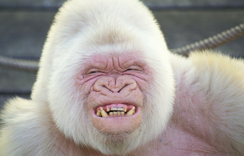 Albino, animal wildlife, one animal, animal mouth, animal body part, outdoors, facial expression, no people, Gorilla, 720P, primate, day, animals in the wild