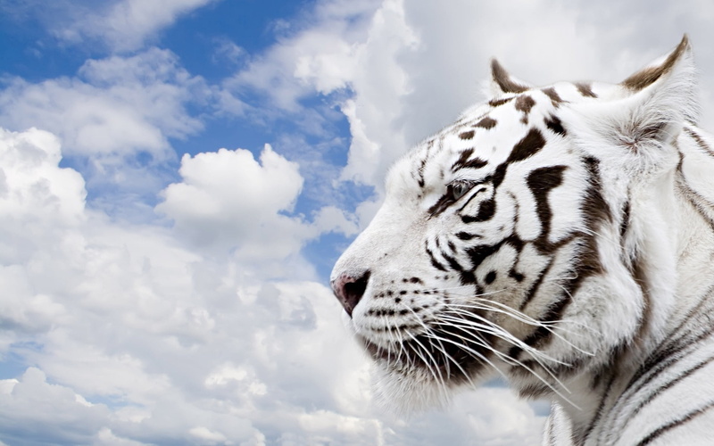 animal themes, white, danger, mammal, no People, portrait, striped, fur, undomesticated Cat, large, profile view, carnivore, animal Head, endangered Species