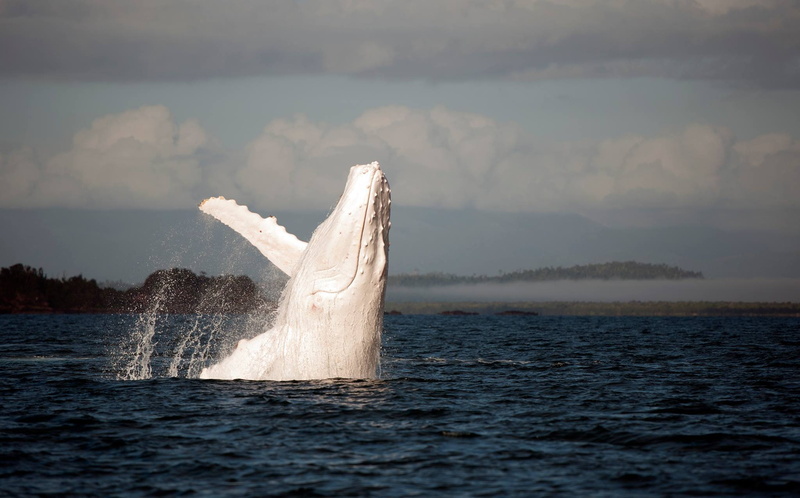 Humpback, kit, the ocean, white, whale, 1080P, ocean, Jenny Dean, Albino