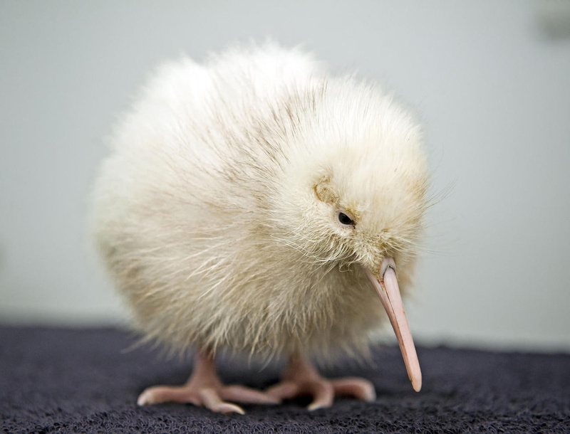 bird, albino, hd, kiwi bird, art, animals, 720P, BIRDS, kiwi