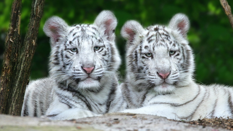 1080P, tiger, tigers, cubs, hd, animals, albino