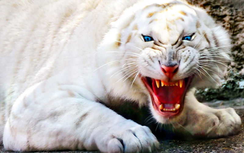 White, White Tiger, Tiger, Cats, 1080P, Albino