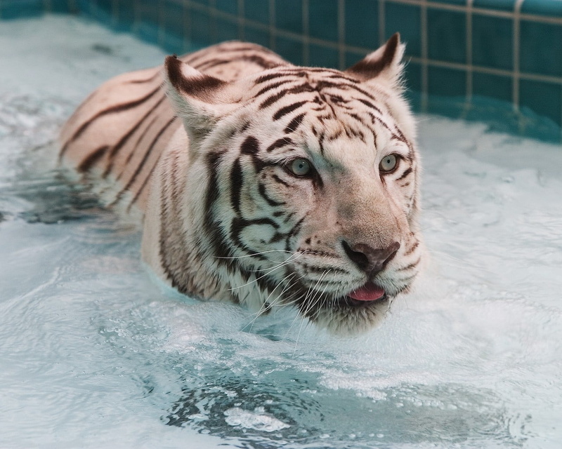 swim, one animal, wildlife, tiger, mammal, big Cat, looking at camera, snow, outdoors, tigris River, mouth open, danger, white, staring, striped, albino