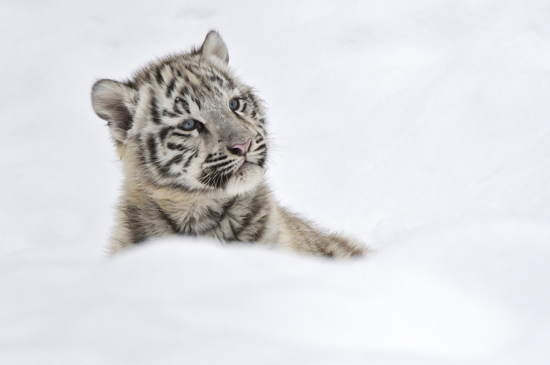 tiger, albino cub, 1080P, snow