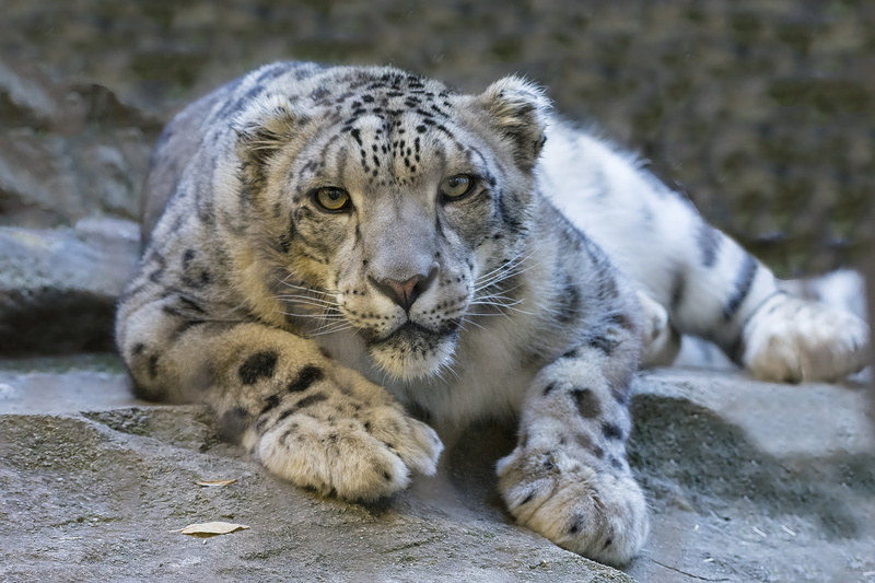 eyes, animals In The Wild, feline, nature, solid, undomesticated Cat, danger, animal Head, wildlife, carnivora, one Animal, animal themes, portrait, mammal