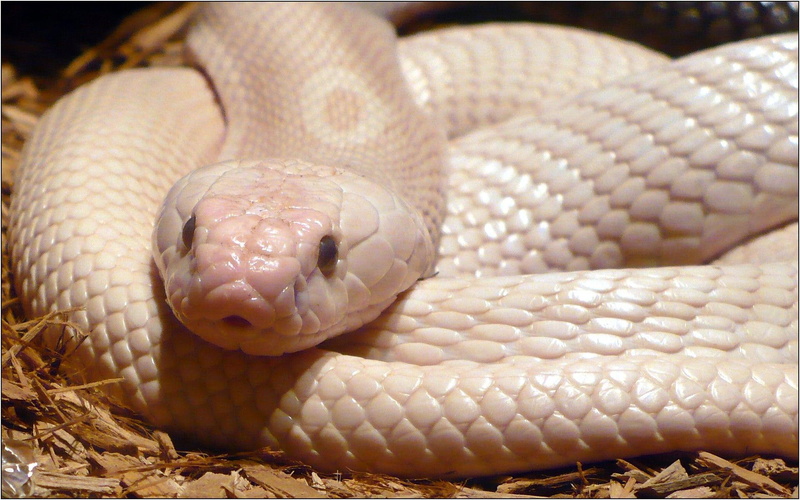 white, snail, albino, python, animal, 1080P