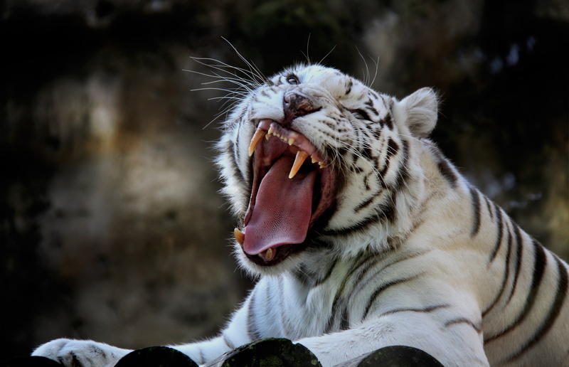 Nature, 4K, white, background, beautiful, albino, tiger