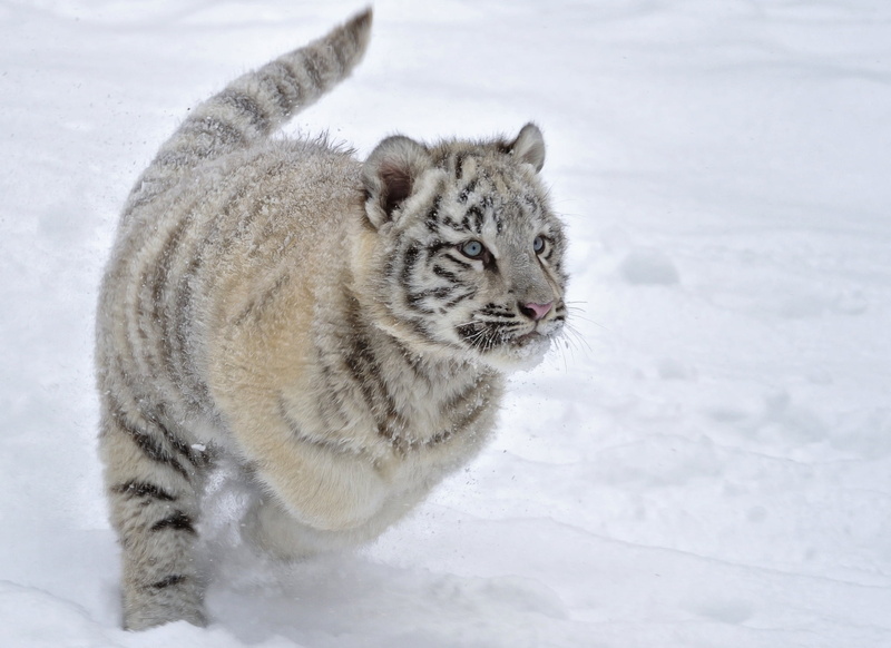 cub, snow, no People, white, cold temperature, 1080P, snowing, tiger, outdoors, nature, gray, animal themes, animals In The Wild, white color, winter