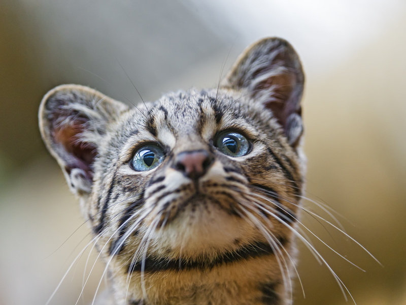 expression, karlsruhe  zoo, nikon  d4, 4K, looking, cute, microshot, germany, Geoffroys cat, bit, black, face, wild  cat, daytime, mammal, fur, gray, nature