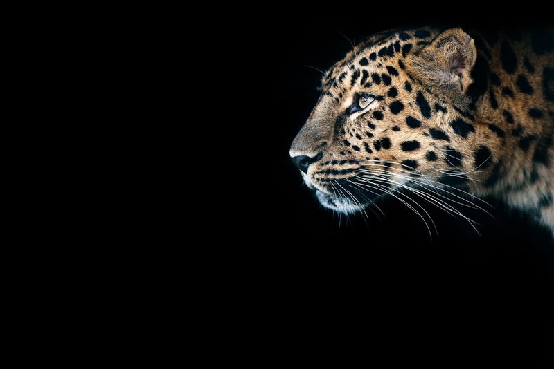 mammals, Gepard (Animal), big cats, 1080P, animals