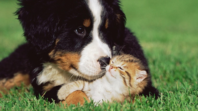 cute, one animal, kitten, animal, nature, domestic, border collie, 1080P, focus on foreground, no people, cat, vertebrate, puppy, catling, pets, lying down