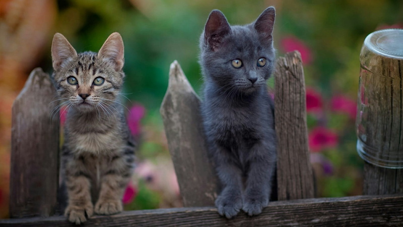 cats, wood - material, garden, young animal, outdoors, whisker, animal themes, looking at camera, two animals, pets, feline, animal, vertebrate, fence