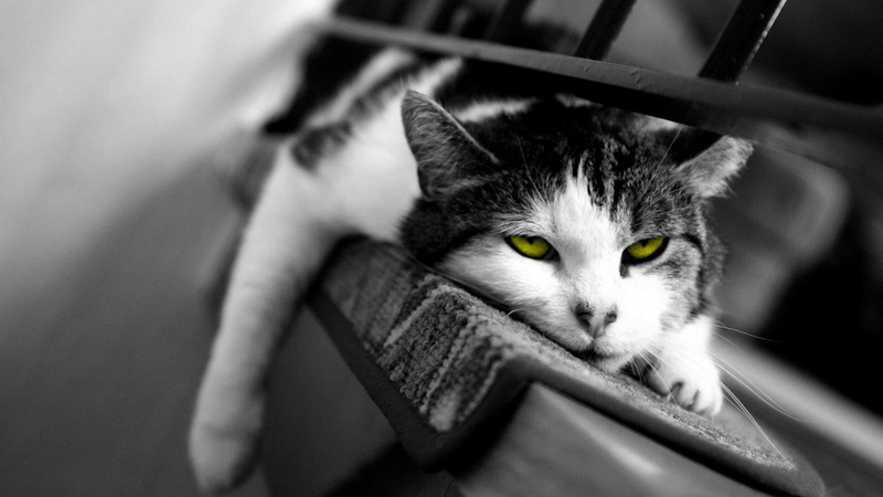 animal, rest, one animal, feline, catling, animal themes, eyes, looking at camera, animal body part, animal head, 1080P, whisker, close-up, portrait, relaxation