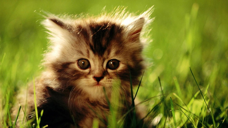 feline, domestic cat, kitty, young animal, kitten, whisker, looking at camera, plant, portrait, no people, close-up, mammal, catling, animal body part